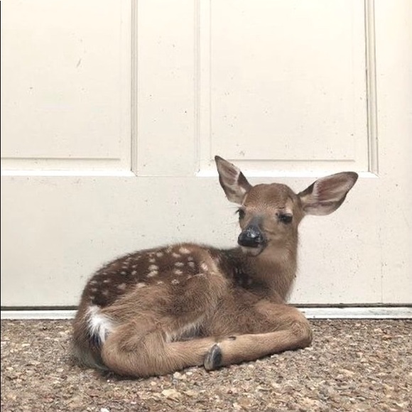 Meet your Posher, Mae - Picture 1 of 1